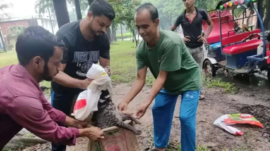 ढाका में जहांगीरनगर विश्वविद्यालय के शिक्षकों और छात्रों ने भटक रहे बीमार कस्तूरी बिलाव को बचाया