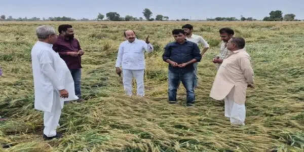 सिरसा: तेज हवा के साथ बरसात, सरसों व गेहूं फसल को नुकसान