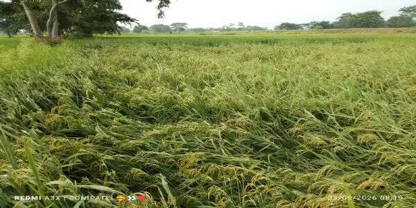 धान की खड़ी फसल गिरी, किसान चिंतित