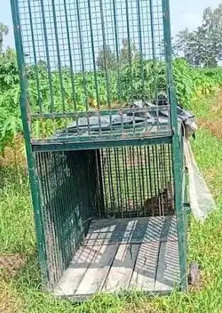 मुरादाबाद: पाकबड़ा में तेंदुआ काे पकड़ने के लिए वन विभाग ने लगाया पिंजरा