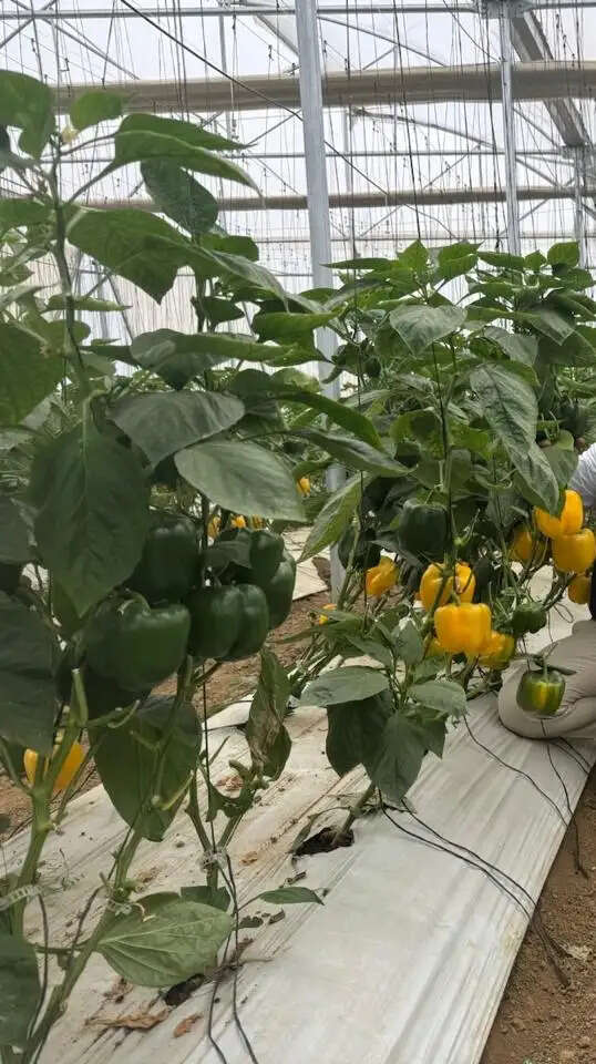 रंगीन शिमला मिर्च की खेती से लिखी सफलता की नई कहानी, नौकरी छोड़ पकड़ी स्वावलंबन की डोर