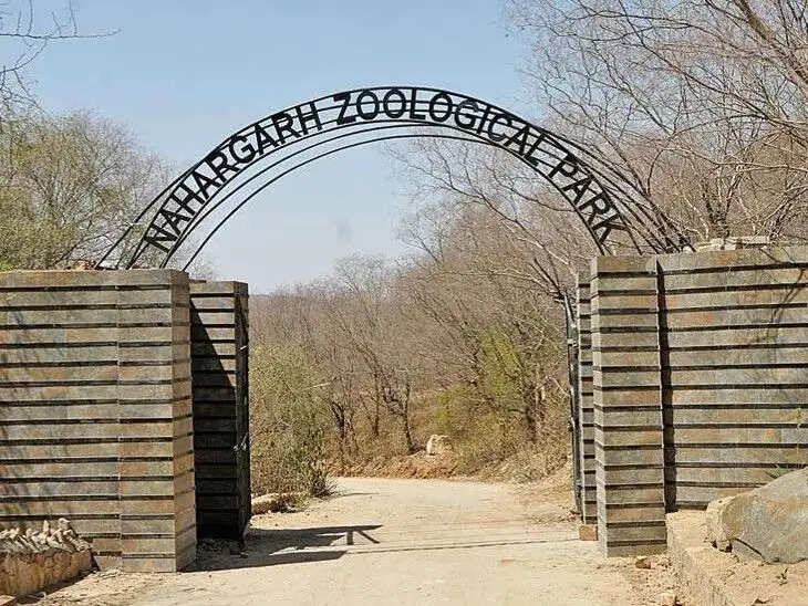 नाहरगढ़ बायोलॉजिकल पार्क में खुशखबरी: मादा बाघ चमेली ने शावक को दिया जन्म
