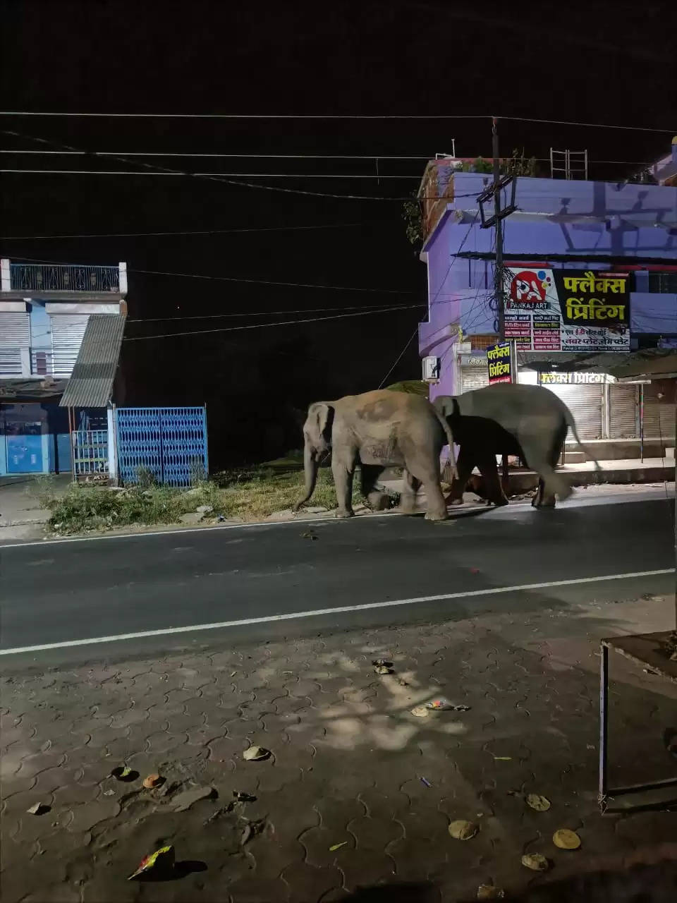 अनूपपुर: जिले के ग्रामीण क्षेत्रों में दो हाथियों का आतंक, प्रशासन के हाथ पांव फूले