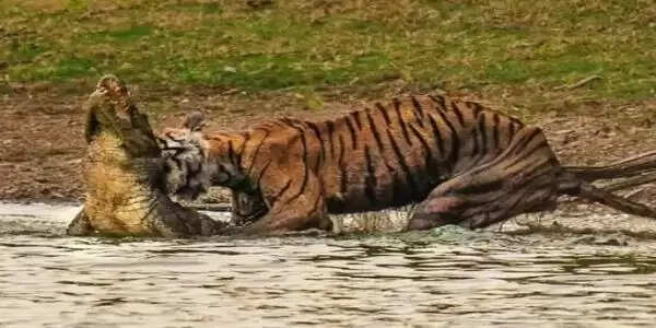 रणथंभौर में प्रसिद्ध बाघिन ‘एरोहेड’ की मौत, ब्रेन ट्यूमर से जूझ रही थी एरोहेड