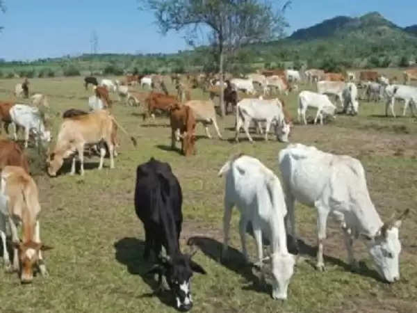 दुग्ध उत्पादन बढ़ाने के लिए टीकाकरण से पशुओं को रोगमुक्त बनाएगी धामी सरकार