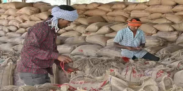 धान खरीद के लिए आठ-नौ दिन शेष, साढ़े 23 हजार किसानों ने नहीं बेचा है धान