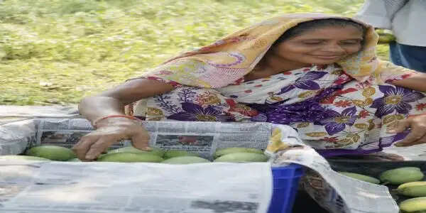 लोकल से ग्लोबल बना सिमडेगा का आम्रपाली आम, पहली व्यावसायिक खेप लंदन रवाना