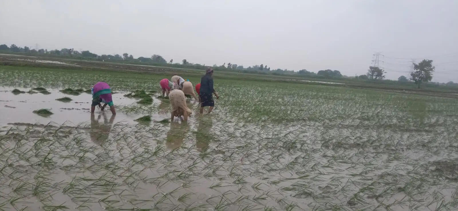 बारिश के बाद शुरू हुई धान की रोपाई, खेतों में बढ़ी किसानों की रौनक