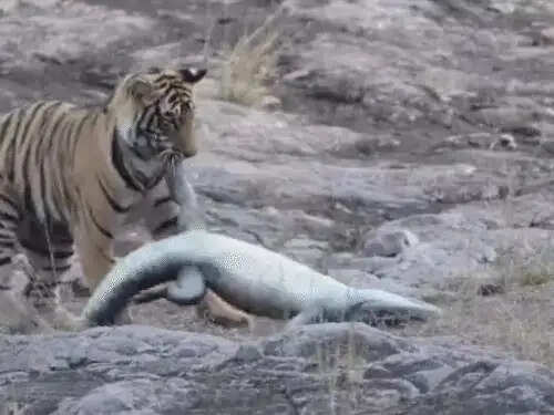 रणथंभौर में बाघिन ‘शक्ति’ ने किया मगरमच्छ का शिकार