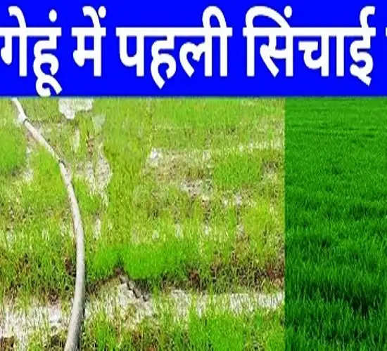 गेहूं की पहली बार हल्की सिंचाई करना लाभदायक: मौसम वैज्ञानिक