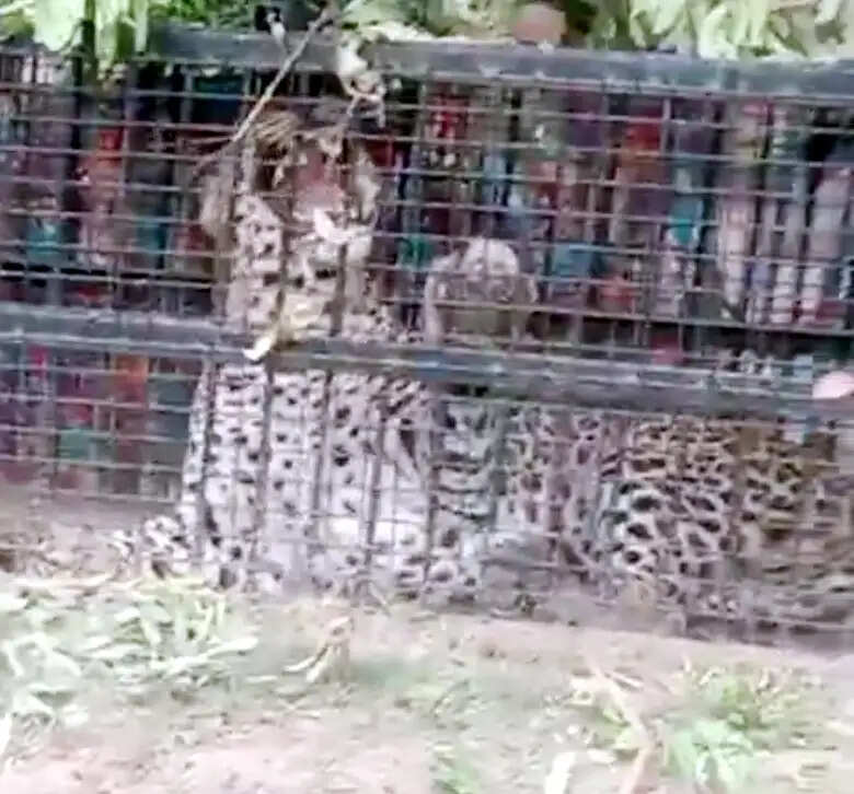 मोरा गांव में पिंजरे में कैद हुआ एक गुलदार
