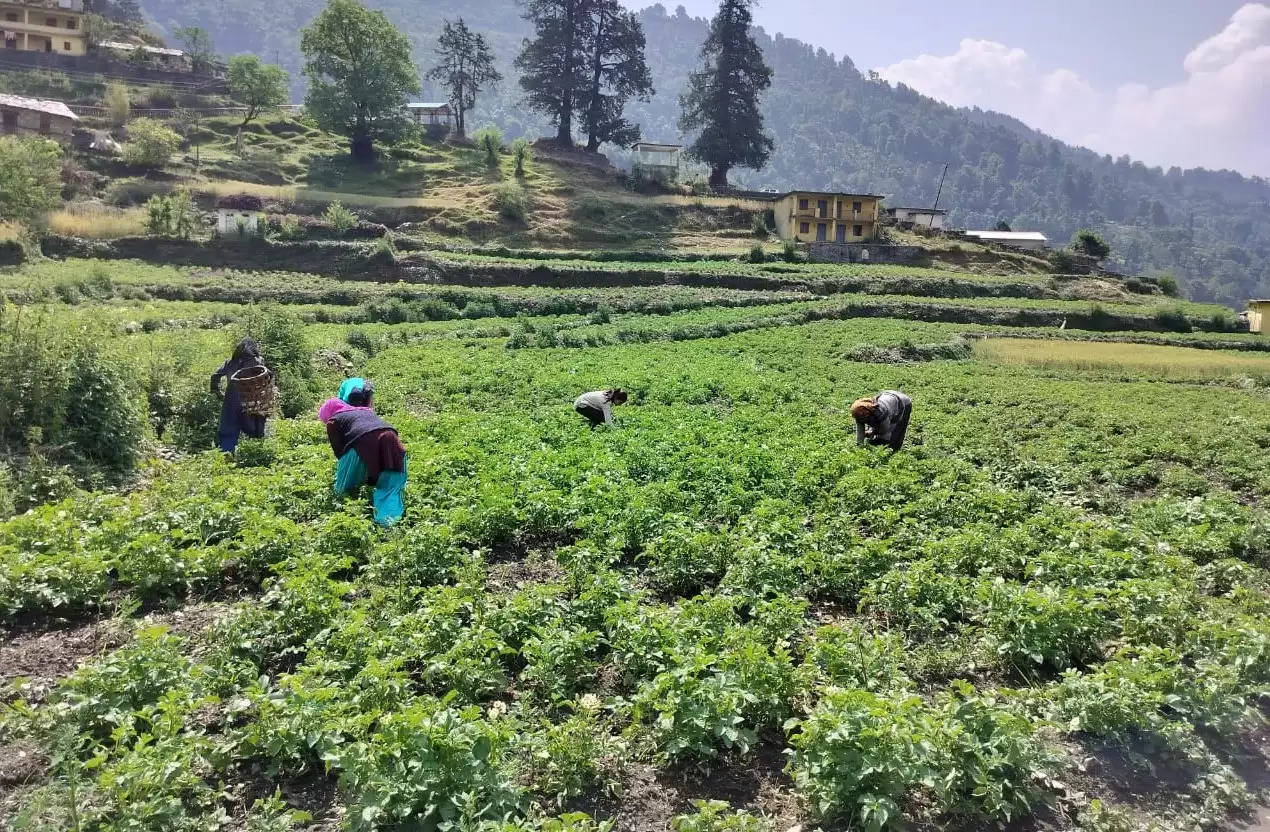 'आलू के बीज के लिए काश्तकारों की बाहरी बाजारों पर निर्भरता होगी कम'