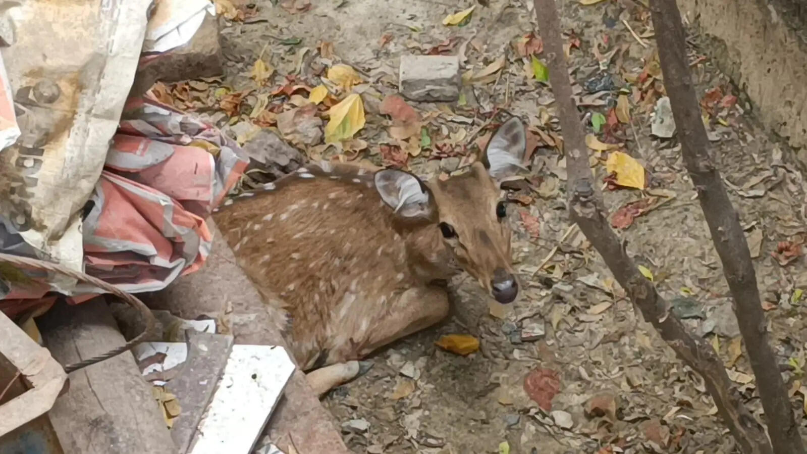 जंगल से भटकी हिरण पहुंची शहर, लोगों ने सुरक्षित रखा