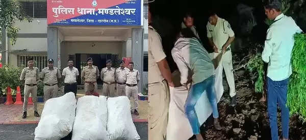 मप्रः कपास के खेत में अवैध गांजे की खेती करते पकड़ाए तस्‍कर, मैहर में 286 कफ सिरप जब्‍त