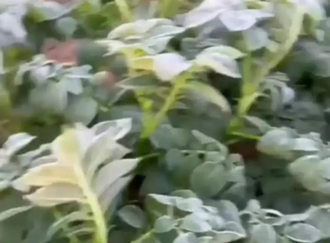 लगातार गिर रहा पाला बढ़ा रहा किसानों की धड़कन, फसल प्रभावित