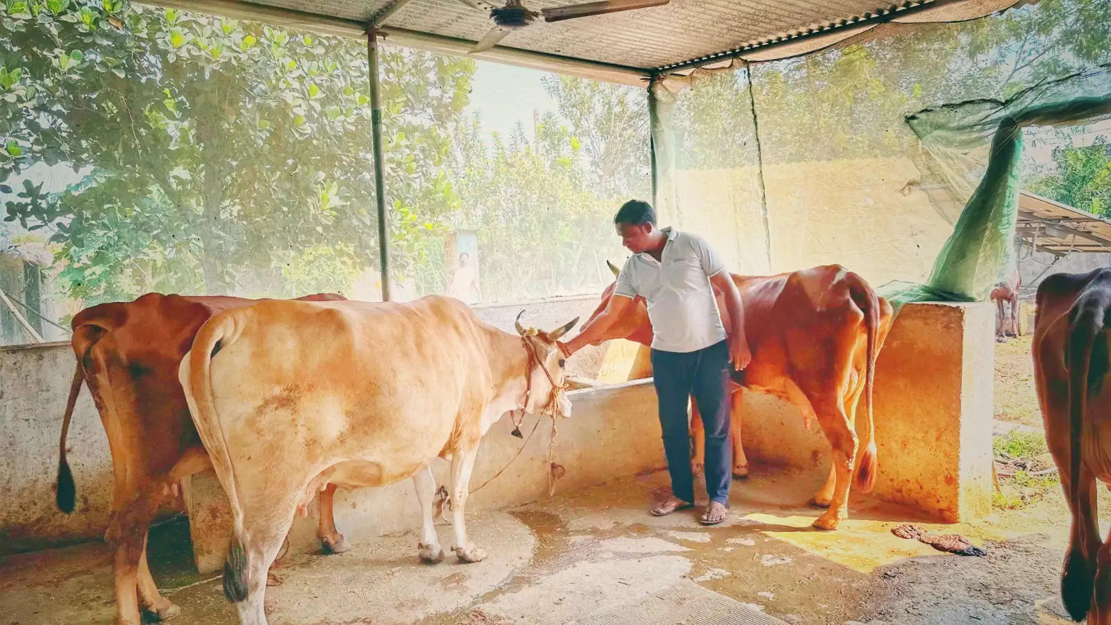 जांजगीर: आपदा को अवसर में बदला परम कुर्रे ने, कृषि विभाग के साथ मिलकर बने उन्नतशील किसान