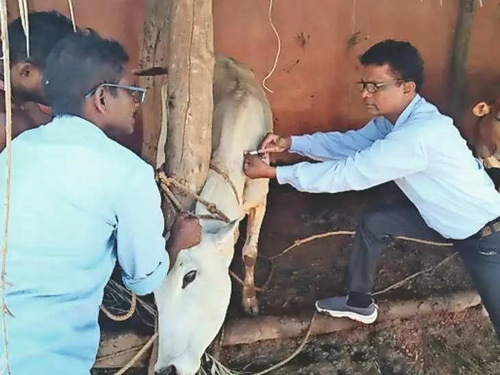 खुरहा -चपका रोग से बचाने गौवंशीय व भैंसवंशीय पशुओं का टीकाकरण शुरू