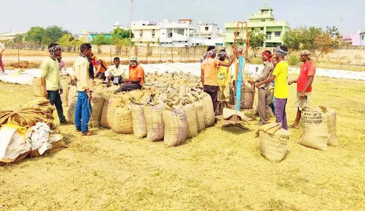 बेमेतरा : धान उपार्जन केन्द्रों में दो लाख 63 हजार 823 मीट्रिक टन धान का उपार्जन