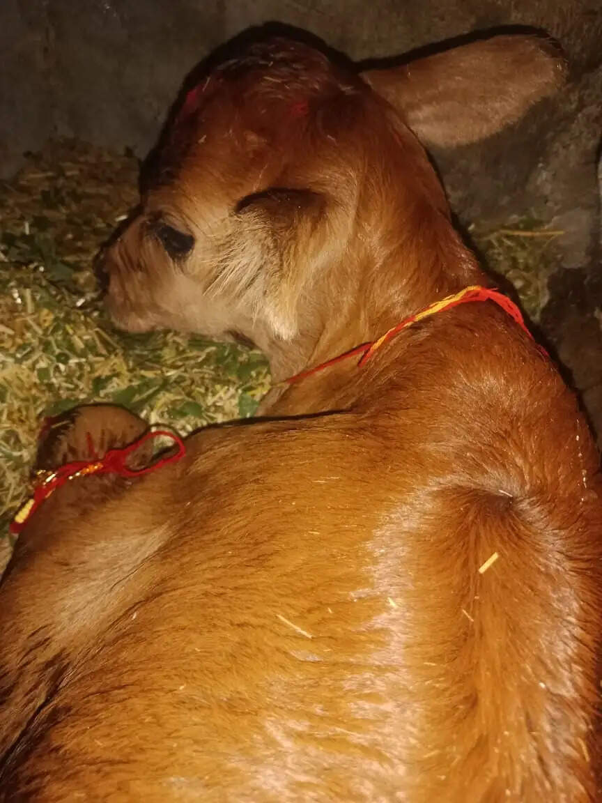 नाहन के इस गांव में 5 पीढ़ियों बाद मना रक्षाबंधन, एक बछड़े ने बदल दिया 250 साल पुराना इतिहास