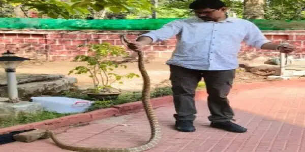 एसएसपी आवास के पास मिला लंबा सांप, रेस्क्यू कर जंगल में छोड़ा गया
