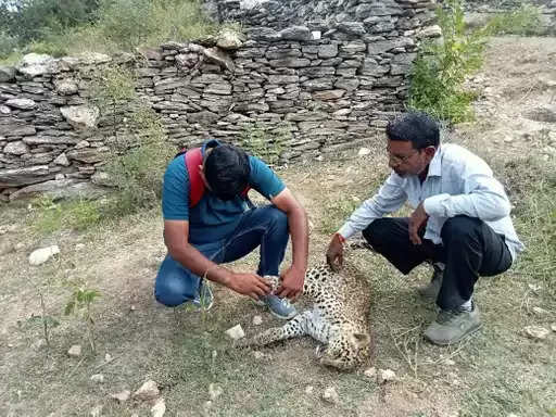 टेरिटरी फाइट में लेपर्ड की मौत, सड़क किनारे मिला शव