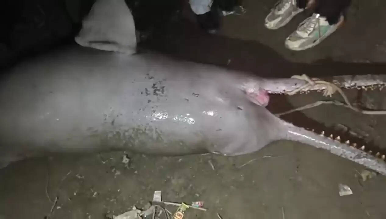 कानपुर : गंगा किनारे मिला डॉल्फिन का शव, पोस्टमार्टम कराने को लेकर हो रहा मंथन