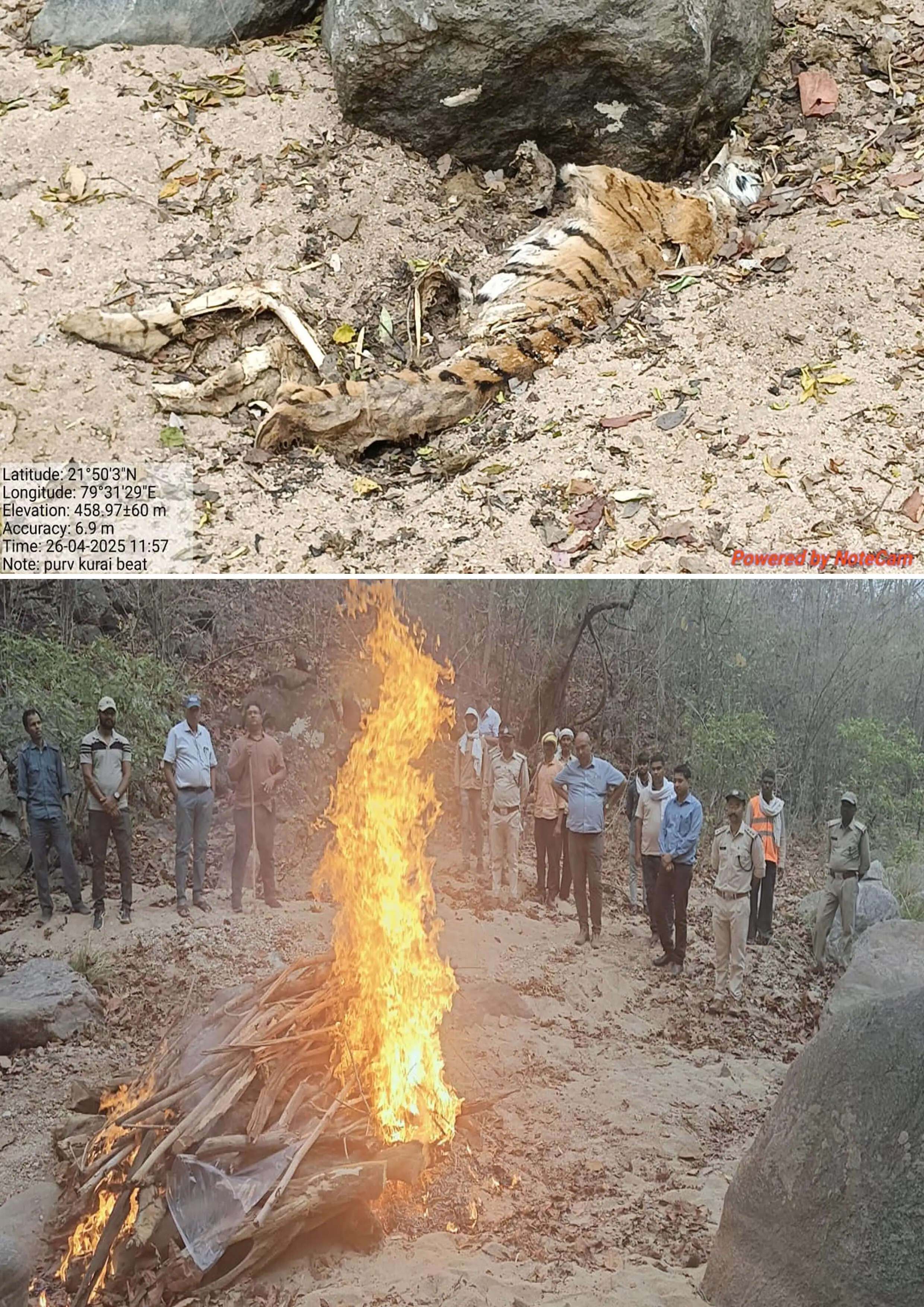 सिवनीः बारह वर्ष से अधिक आयु की बाघिन मिली मृत, जांच जारी