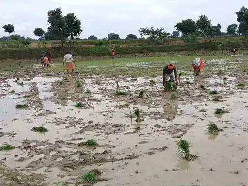अनूपपुर: धीमी पड़ी मानसून की रफ्तार, बुआई पिछडी अब तक 1.20 लाख पर बुआई, 8 इंच कम वर्षा