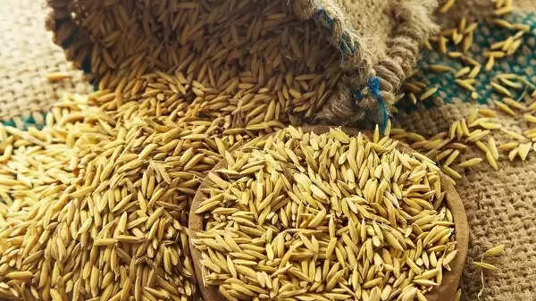 कटनी में 5070 बोरियों में मिली 2 हजार क्विंटल अवैध धान