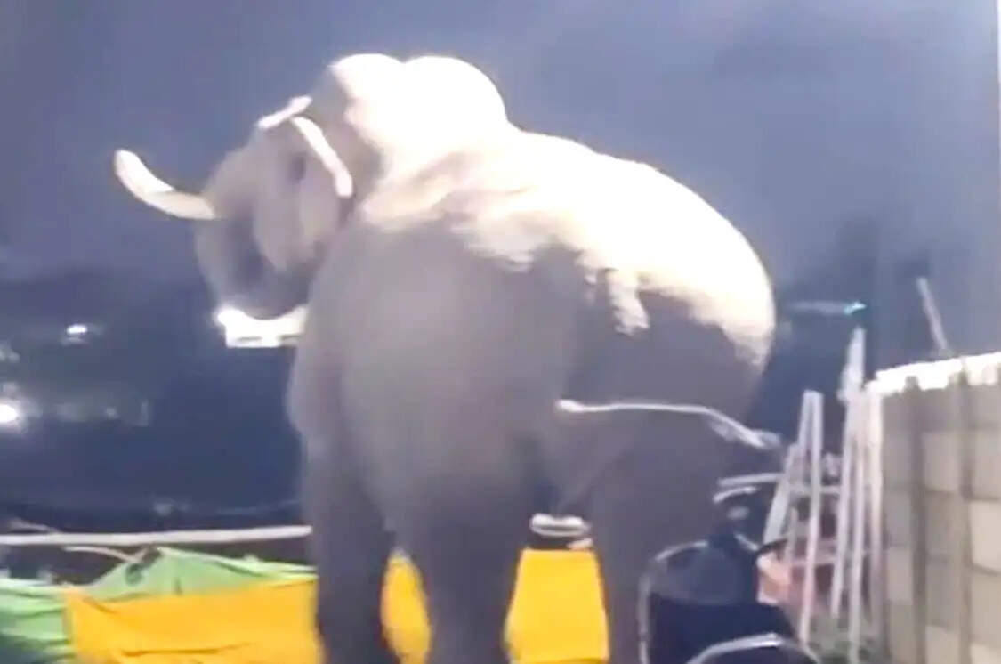 जगजीतपुर में हाथी ने मचाया उत्पात, तोड़ी तारबाड़, लोगों में दहशत