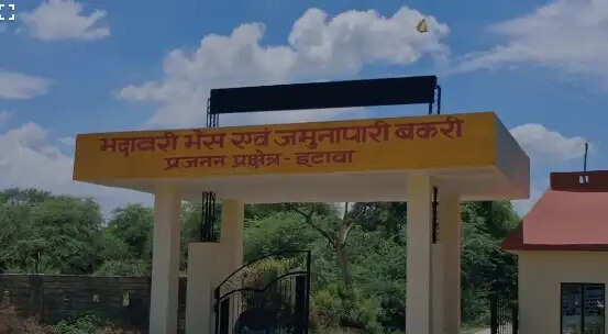 इटावा : प्रजनन केंद्र में संरक्षित जमुनापारी प्रजाति की 40 बकरे- बकरियों की हुई मौत, एक माह से अज्ञात बीमारी की चपेट में बकरियां