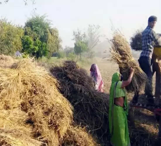 गेहूं की फसल कटाई-मड़ाई करते समय अनुपयोगी जूट का बोरे गीला करके रखे: डॉ. खलील खान