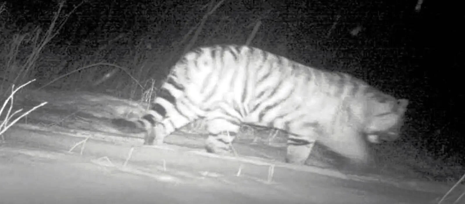 नैनीताल नगर क्षेत्र में पहली बार रॉयल बंगाल टाइगर कैमरे में कैद