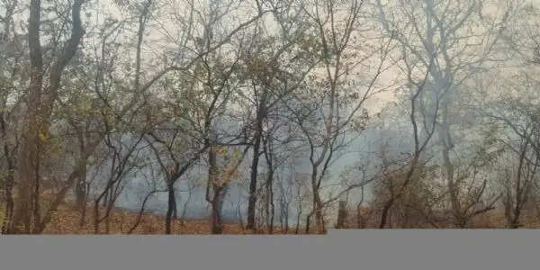 केरेगांव के जंगल में लगी आग, बुझाने वाला कोई नहीं