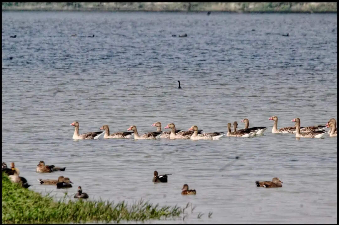 उत्तर प्रदेश की शेखा झील को मिला रामसर साइट का दर्जा