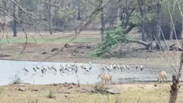 यूरोप-अफ्रीका से मध्यप्रदेश पहुंचे प्रवासी पक्षी, गुलजार हुआ नौरादेही टाइगर रिजर्व