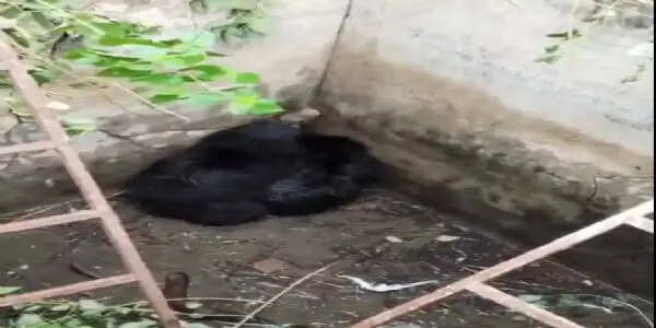 वन्य प्राणी भालू के दो शावक टैंक में गिरे, मादा भालू सड़क पर आवागमन बाधित