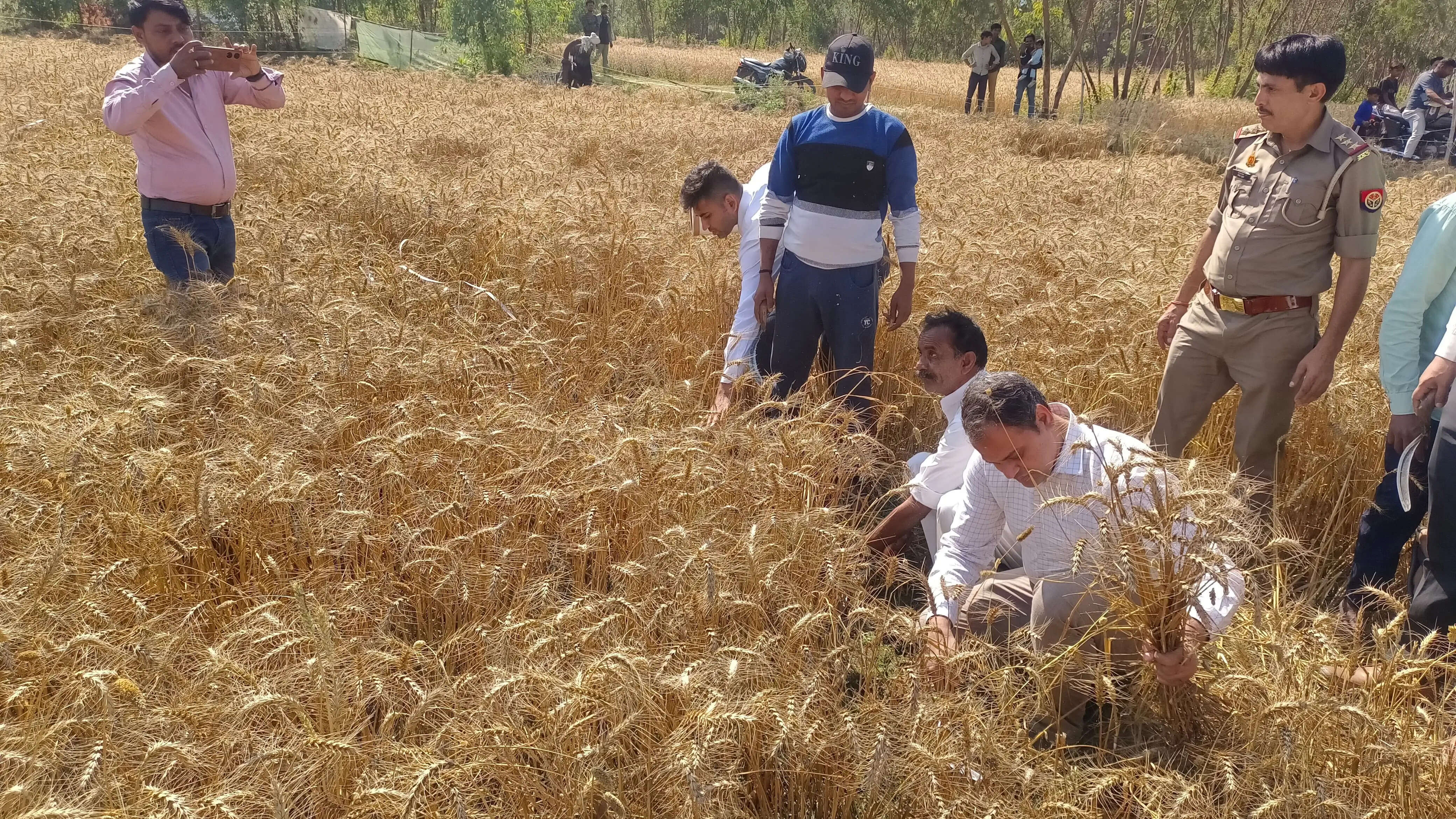मुरादाबाद के जिलाधिकारी ने दरांती से काटी गेहूं की फसल