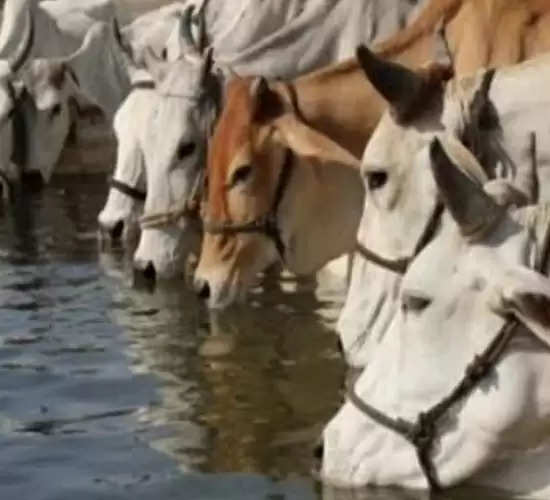 बदलते मौसम में पशुओं के स्वास्थ्य को लेकर सचेत रहे पशुपालक: प्रो.शशीकांत