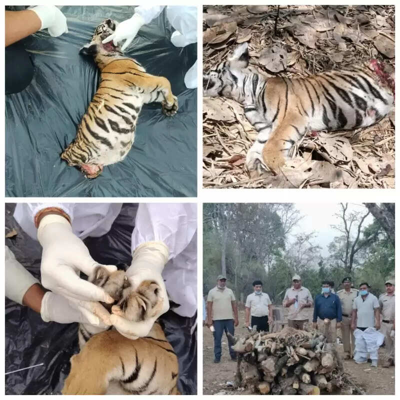 उमरिया : फिर हुई बाघ शावक की मौत, प्रबंधन ने बताया आपसी संघर्ष कारण