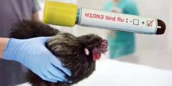 मुरादाबाद में बर्ड फ्लू के खतरे काे देख पोल्ट्री फार्मों से 95 सैंपल जांच काे भेजे