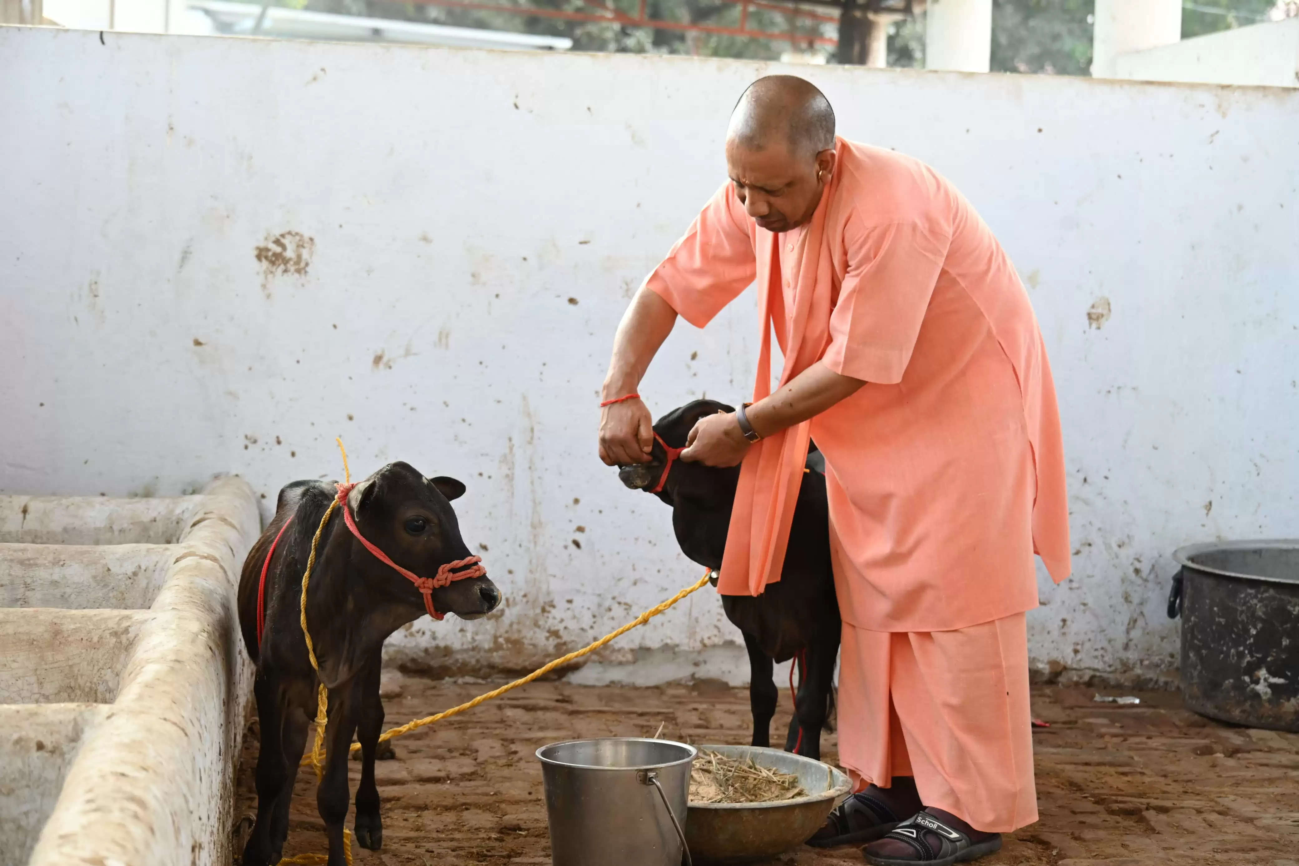 गोरखनाथ मंदिर में आई पुंगनूर गाय, सीएम योगी ने खूब दुलारा