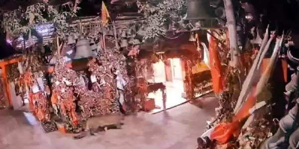 घोड़ाखाल ग्वेल देवता मंदिर में टहलता नजर आया गुलदार