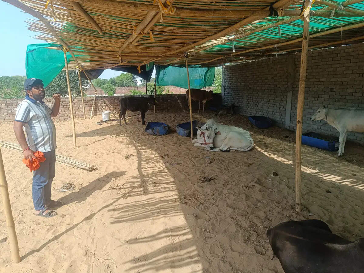 हिसार में लंपी से जूझ रहे 23 गौवंश, सात की मौत, मदद के इंतजार में अस्थायी आइसोलेशन सेंटर