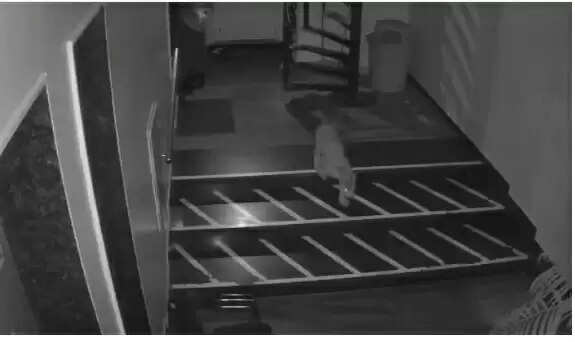 भोजन-पानी की तलाश में फिर पहुंचा आबादी क्षेत्र में लेपर्ड