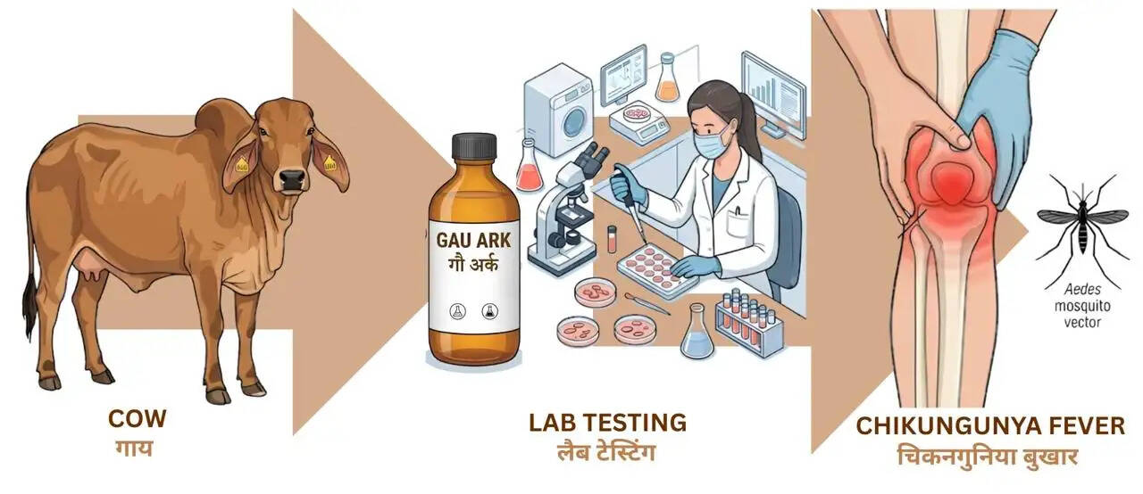 वैज्ञानिकों ने चिकनगुनिया के खिलाफ गौमूत्र अर्क में खोजे प्रभावी एंटीवायरल यौगिक