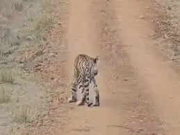 कान्हा टाइगर रिजर्व में 9 दिन में 4 बाघों की मौत, तीन शावकों के बाद बाघिन टी-141 ने भी तोड़ा दम