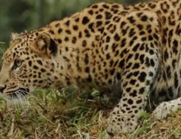 रीवा के बंदोगावा में तेंदुए का हमला, 15 बकरियों को उतारा मौत के घाट, युवक घायल