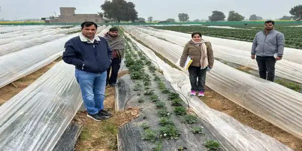 फतेहाबाद: ठंड से सब्जियां व फलदार पौधे बचाने के लिए किसान करें लॉ-टनल तकनीक का उपयोग