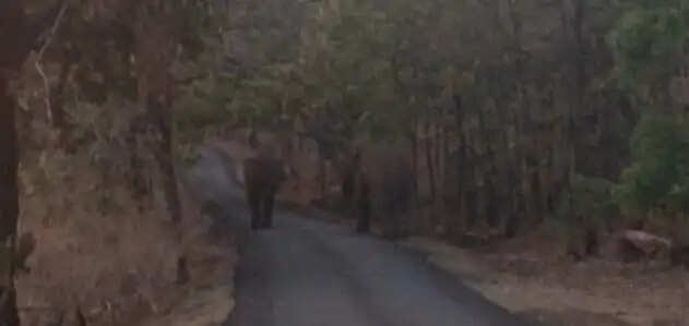 मप्रः डिंडोरी पहुंचे तीनों हाथियों ने रात में खेतों में लगी फसलों को पहुंचाया नुकसान, झोपड़ी की तोड़फोड़